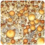 Псилоцибиновые (галлюциногенные)  грибы Psilocybin "Golden Teacher" в Феодосии