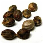 Семена марихуаны АК-47  (Seeds AK-47) в Феодосии